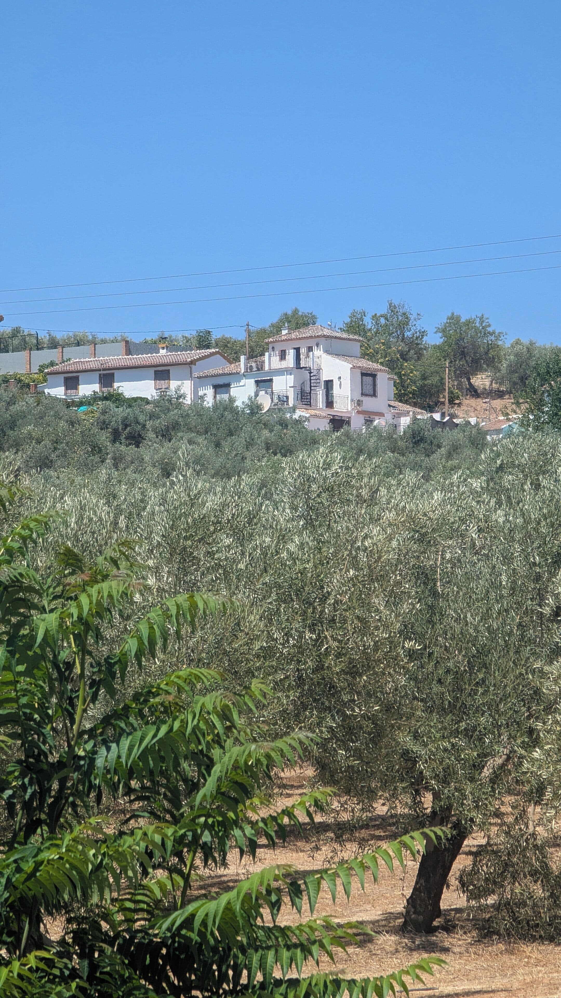 Un edifici de diversos pisos, envoltat d'oliveres.