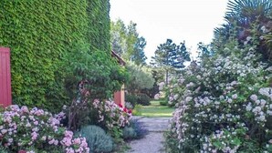 A garden pathway flanked by lush greenery and flowering plants. - Courthézon near Avignon, holiday villa, swimming pool, beautiful park. (COURTHEZON)