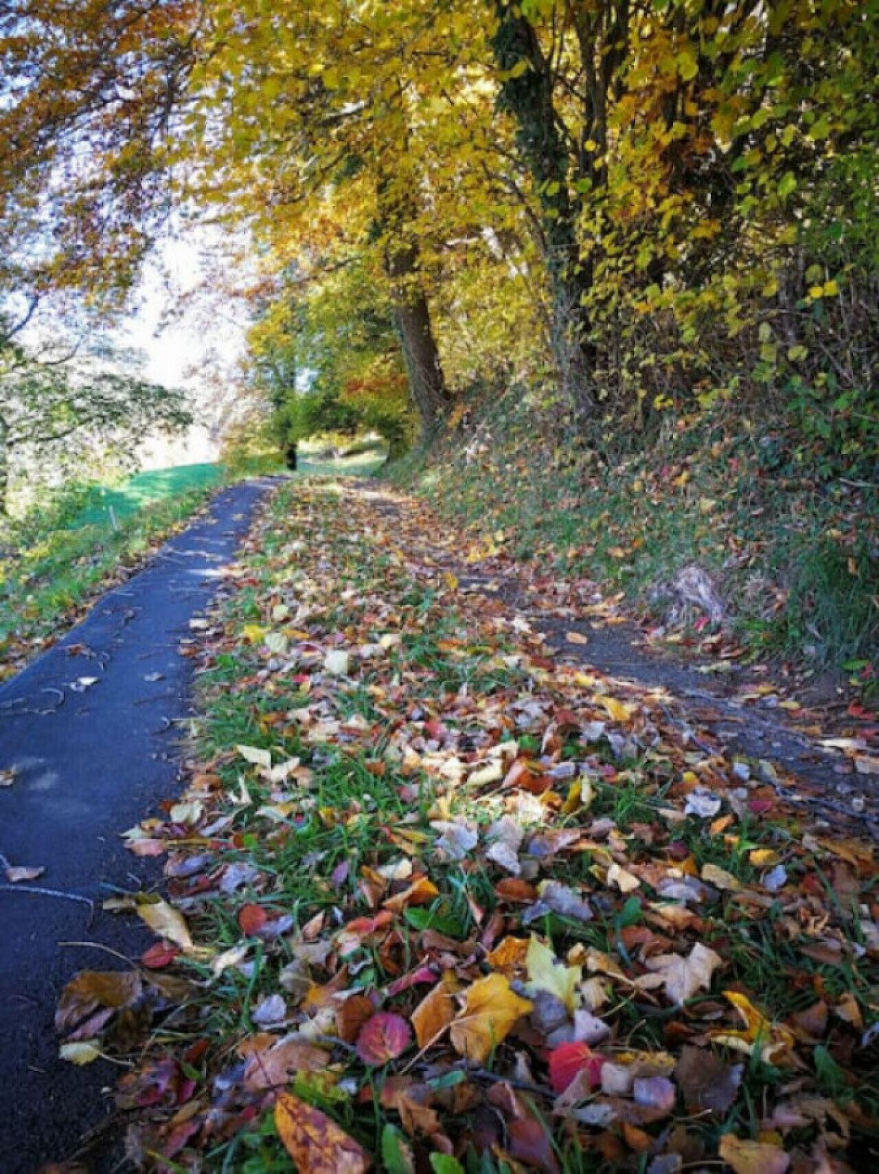 Un sentier recouvert de feuilles mortes, bordé d’arbres aux feuilles jaunes.