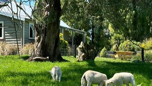 Un espacio cubierto de césped con un árbol grande y una construcción pequeña.