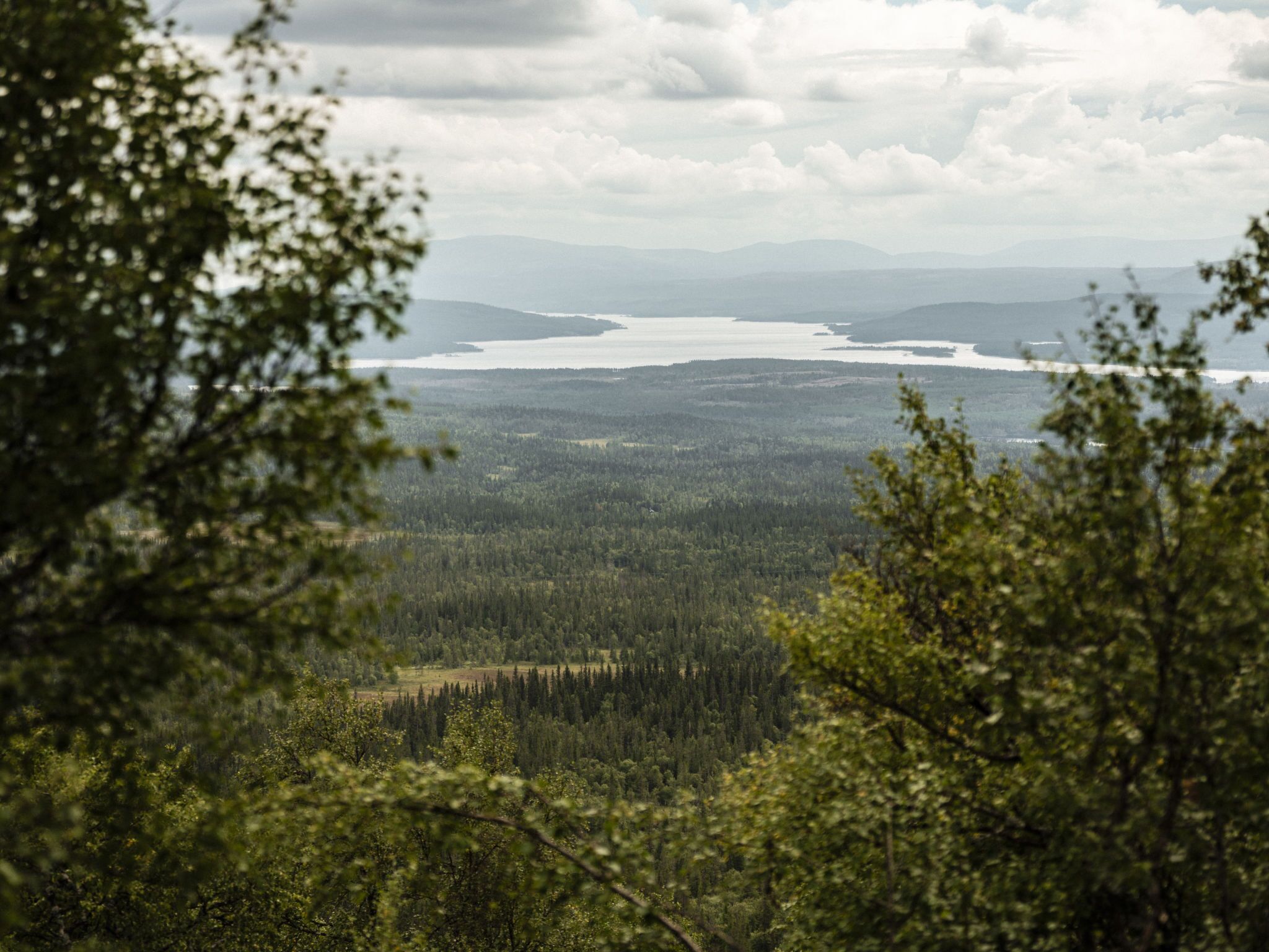 A forested landscape with a view of a lake and distant mountains.