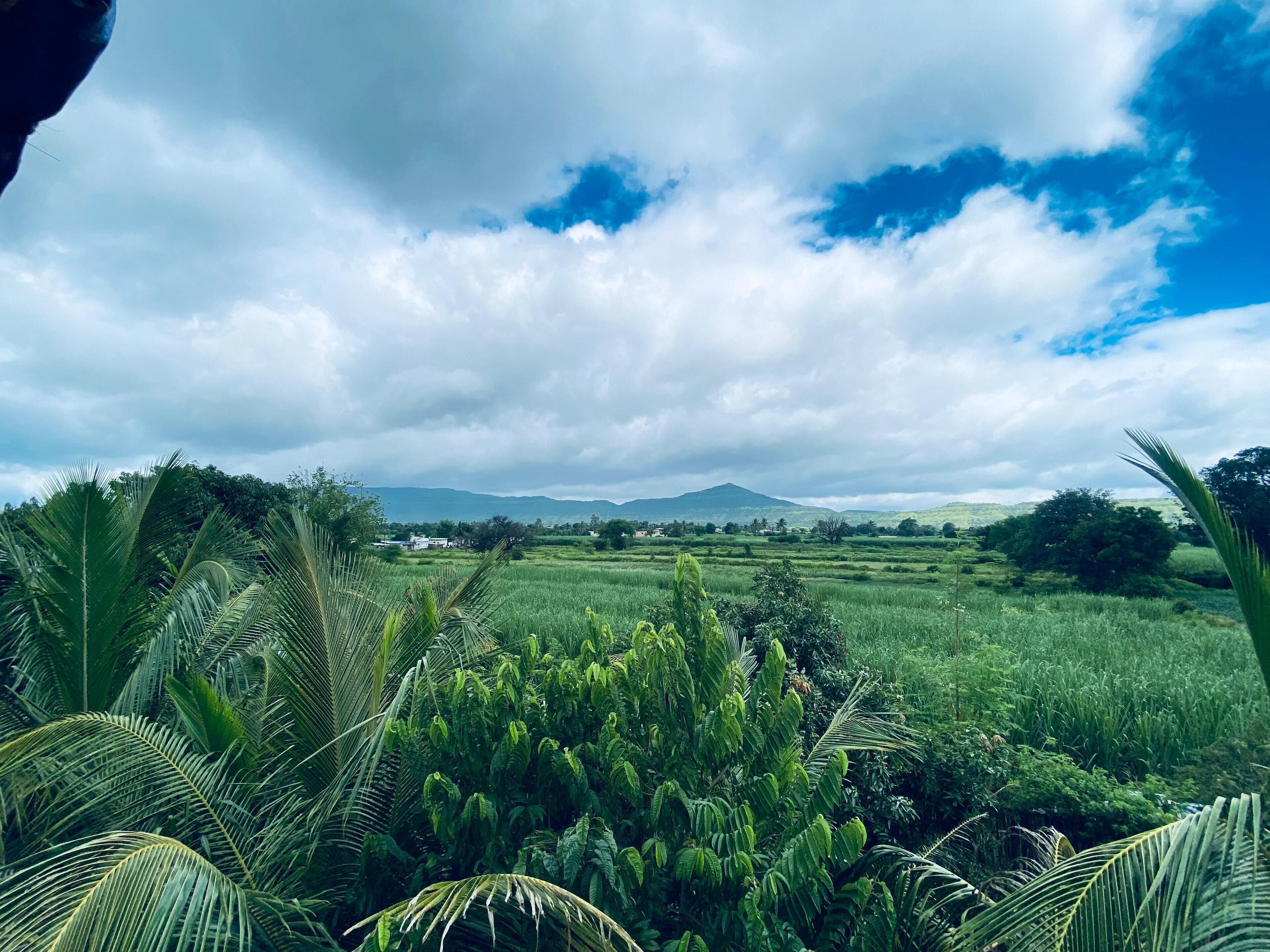 A lush green landscape with palm trees and a distant mountain range under a cloudy sky.