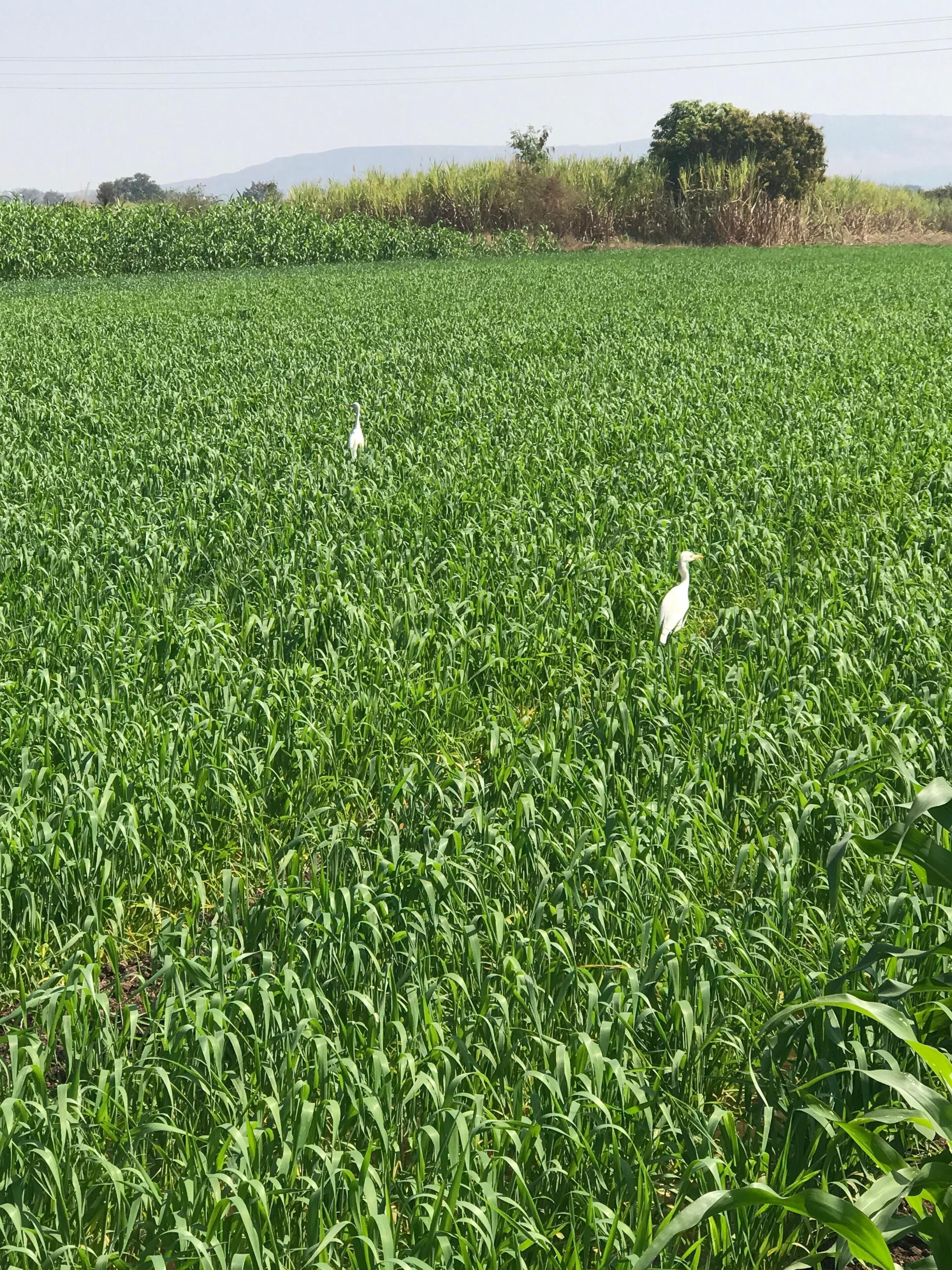 A field of green crops with two white birds standing in it.