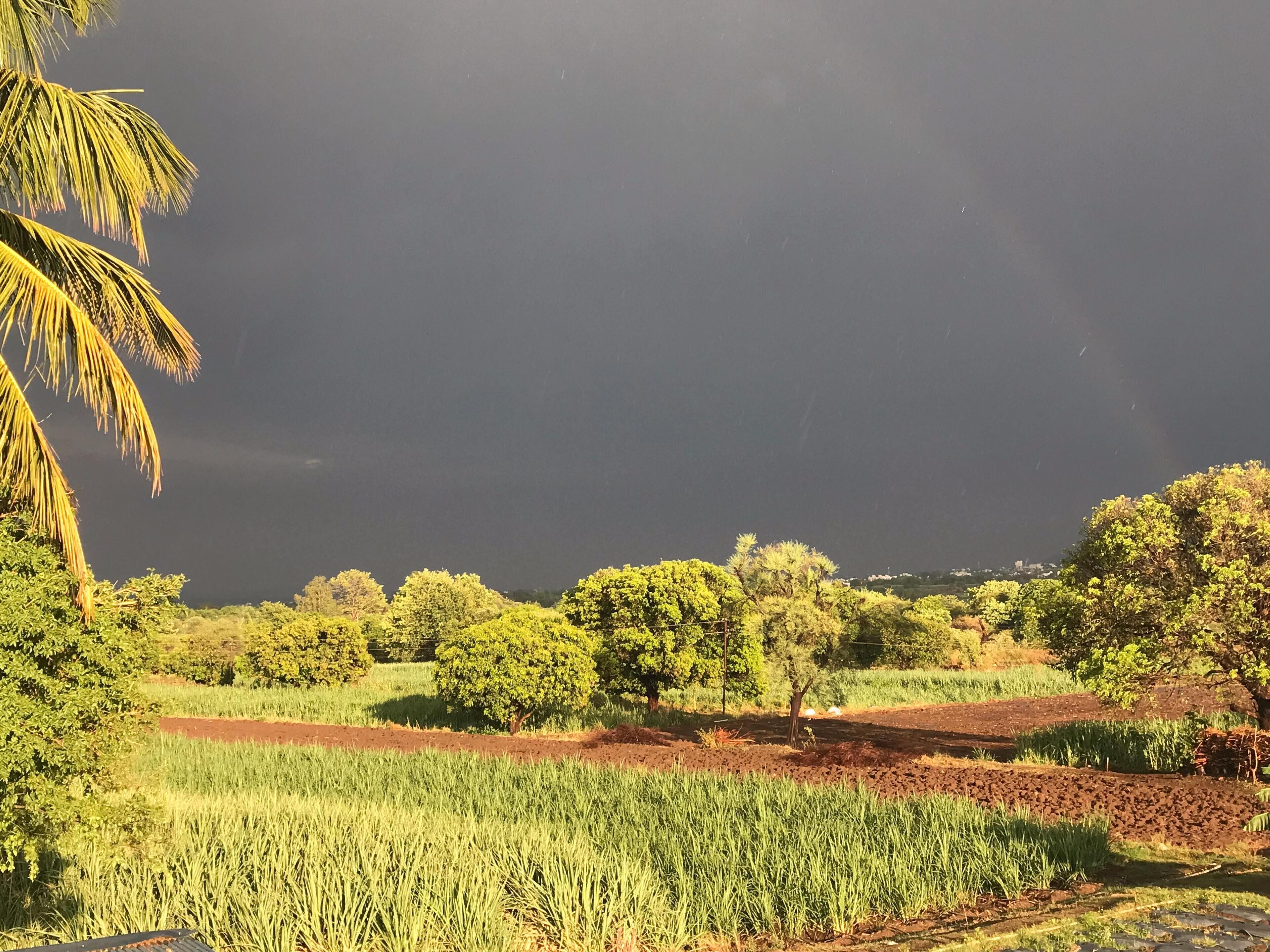 Un paysage rural avec des champs, des arbres et un palmier.