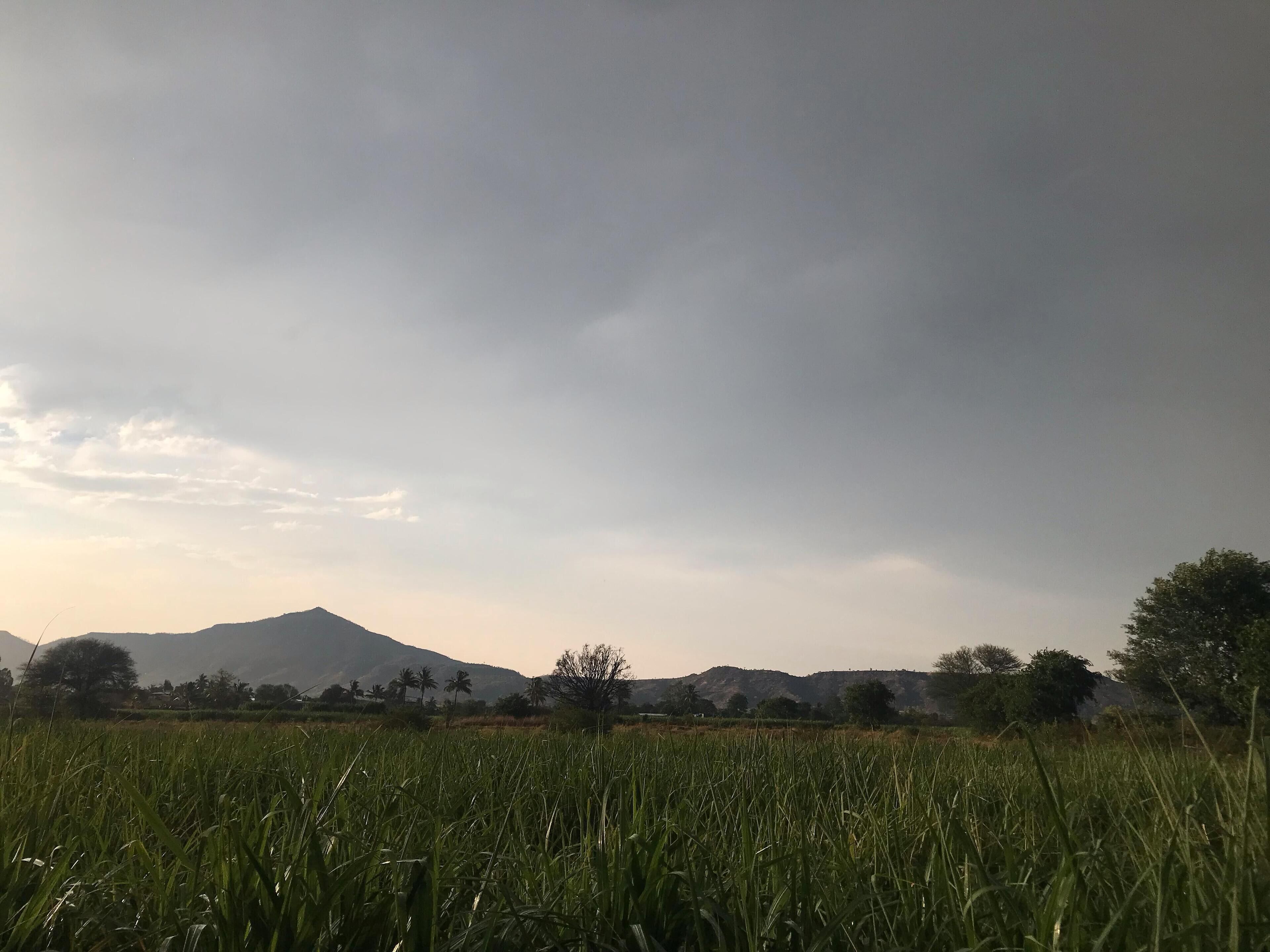 A field with tall grass in the foreground and a mountain range in the background under a cloudy sky.