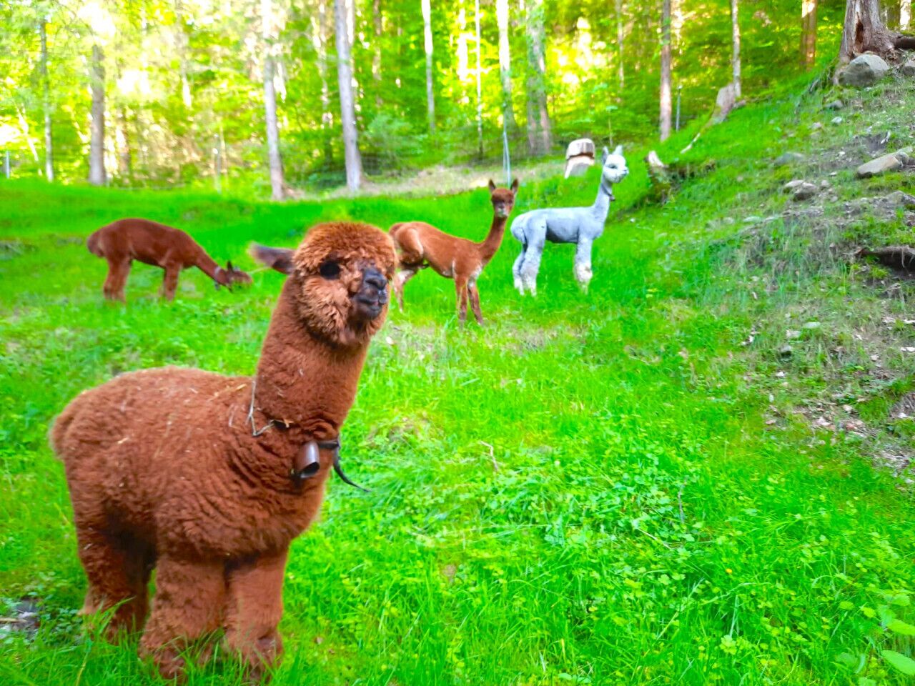 A llama standing in a grassy area with trees in the background.