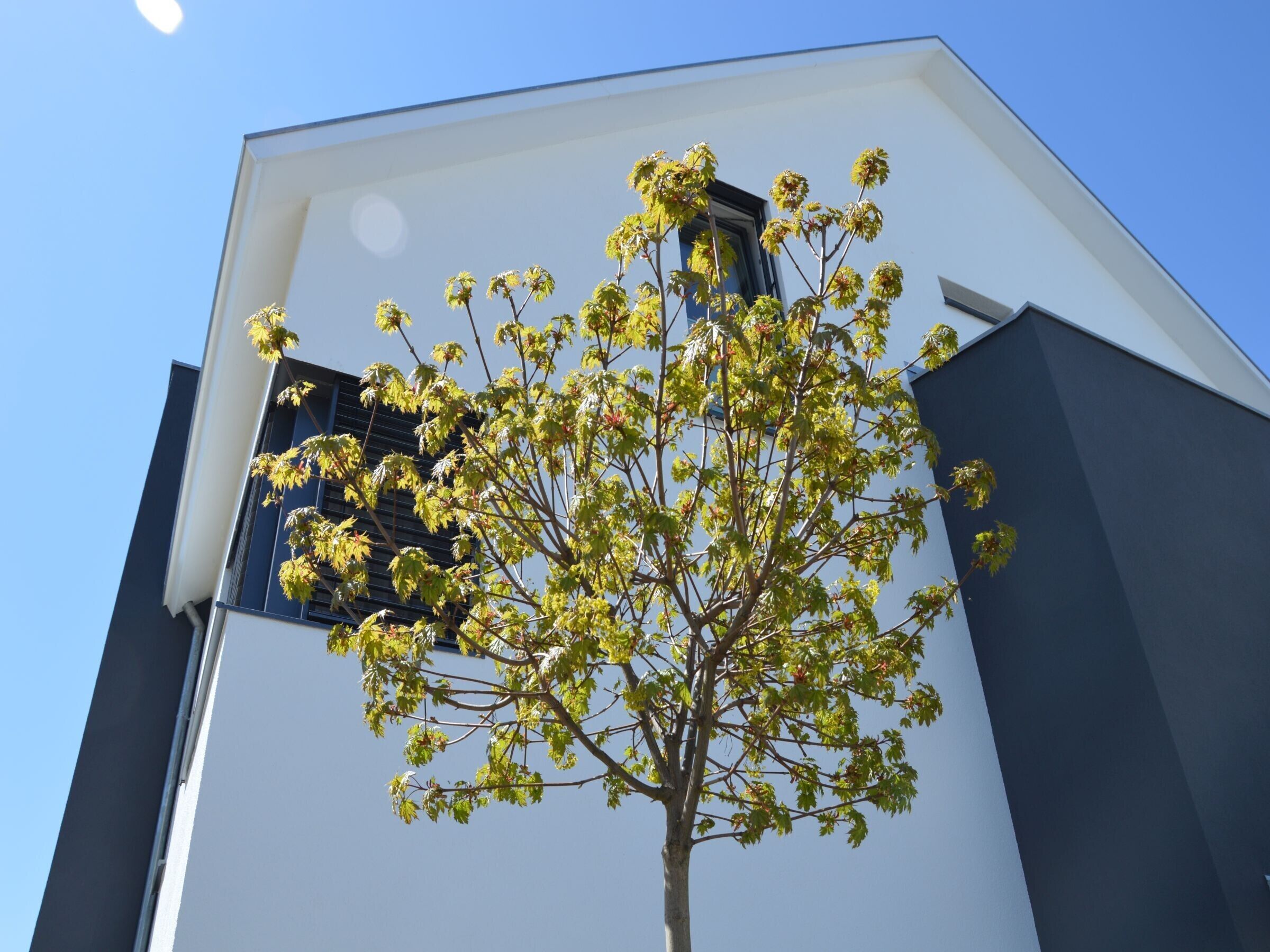 A tree with green leaves in front of a modern building with a white facade and dark accents.