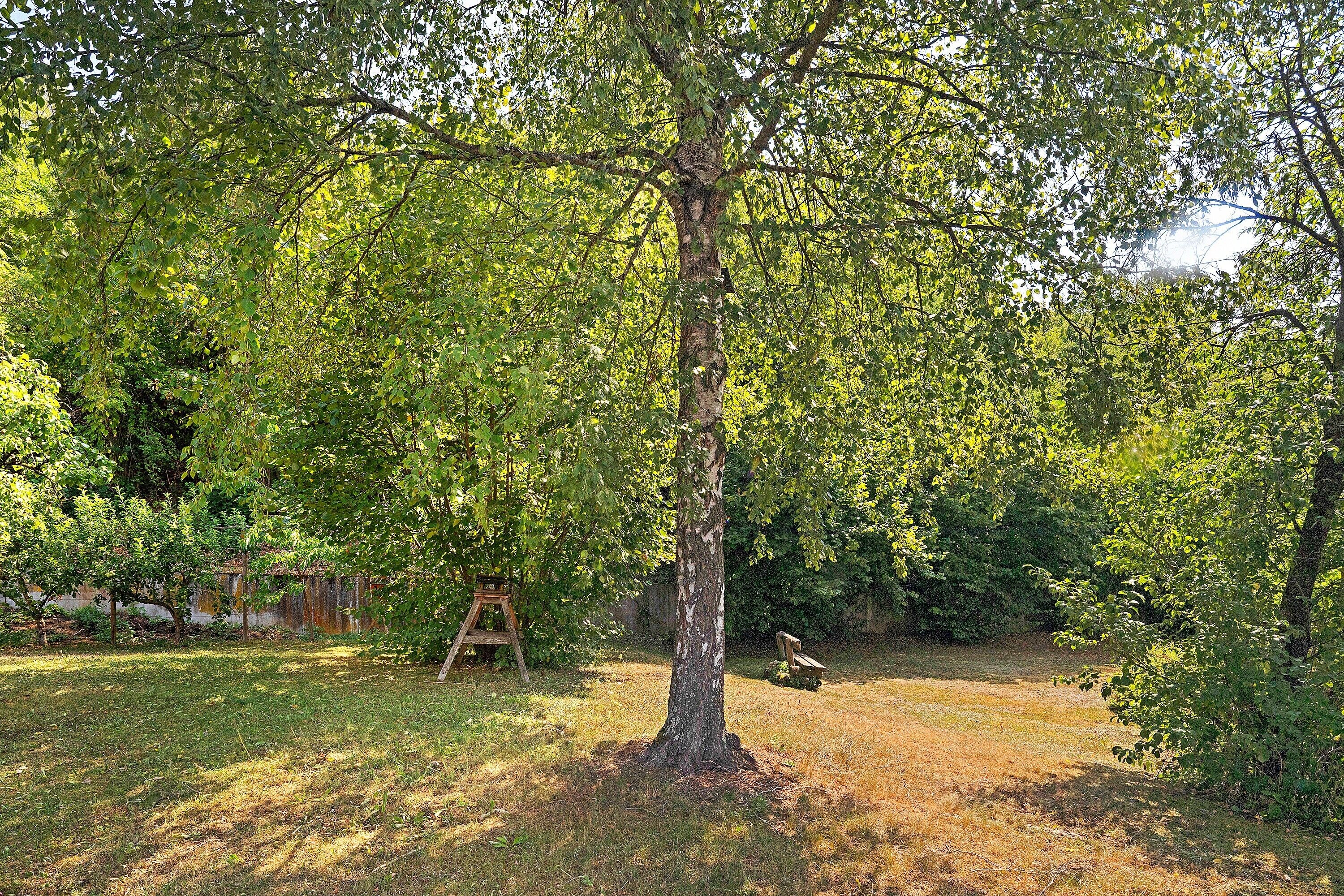 A tree in a yard with a wooden bench and a ladder.
