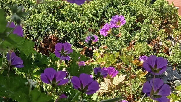 A garden with purple flowers and a view of a lake and houses in the background. - Apartment 'Koberstaedt' Panoramic Lake View, Balcony and Wi-Fi (Meersburg)