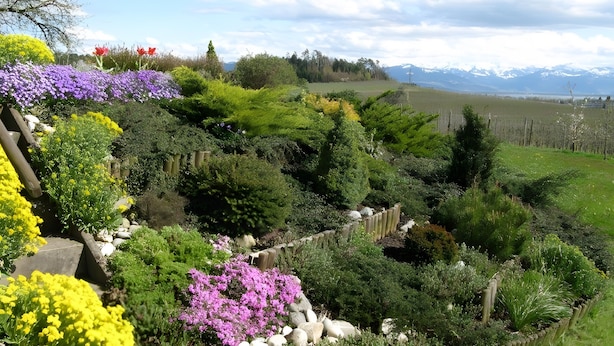 Un jardín con diversas plantas y flores, una cerca de madera y un paisaje montañoso al fondo.