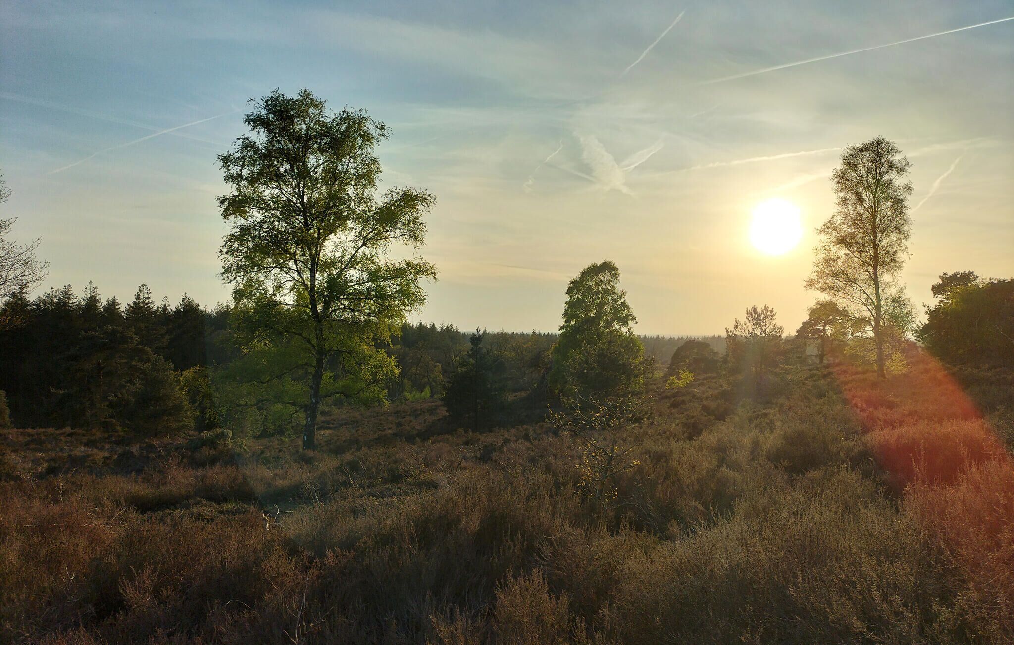 A natural landscape with trees and a clear sky.