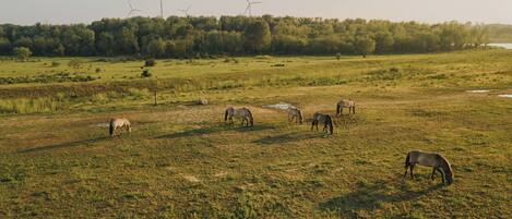 Eine Wiese mit weidenden Pferden und Windkraftanlagen im Hintergrund.