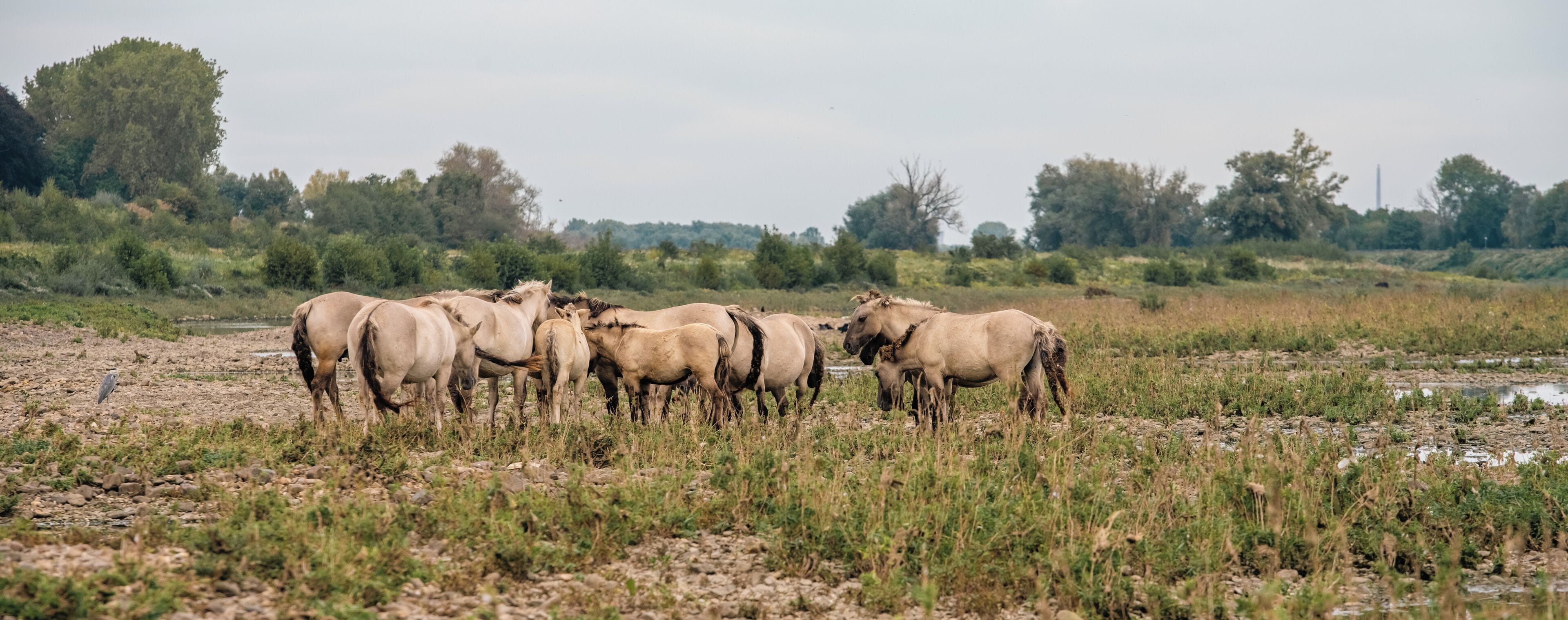 Een groep paarden graast in een open veld met weinig begroeiing en enkele bomen op de achtergrond.