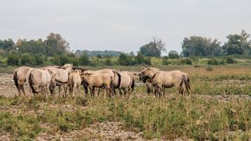 Een groep paarden graast in een open veld met weinig begroeiing en enkele bomen op de achtergrond.