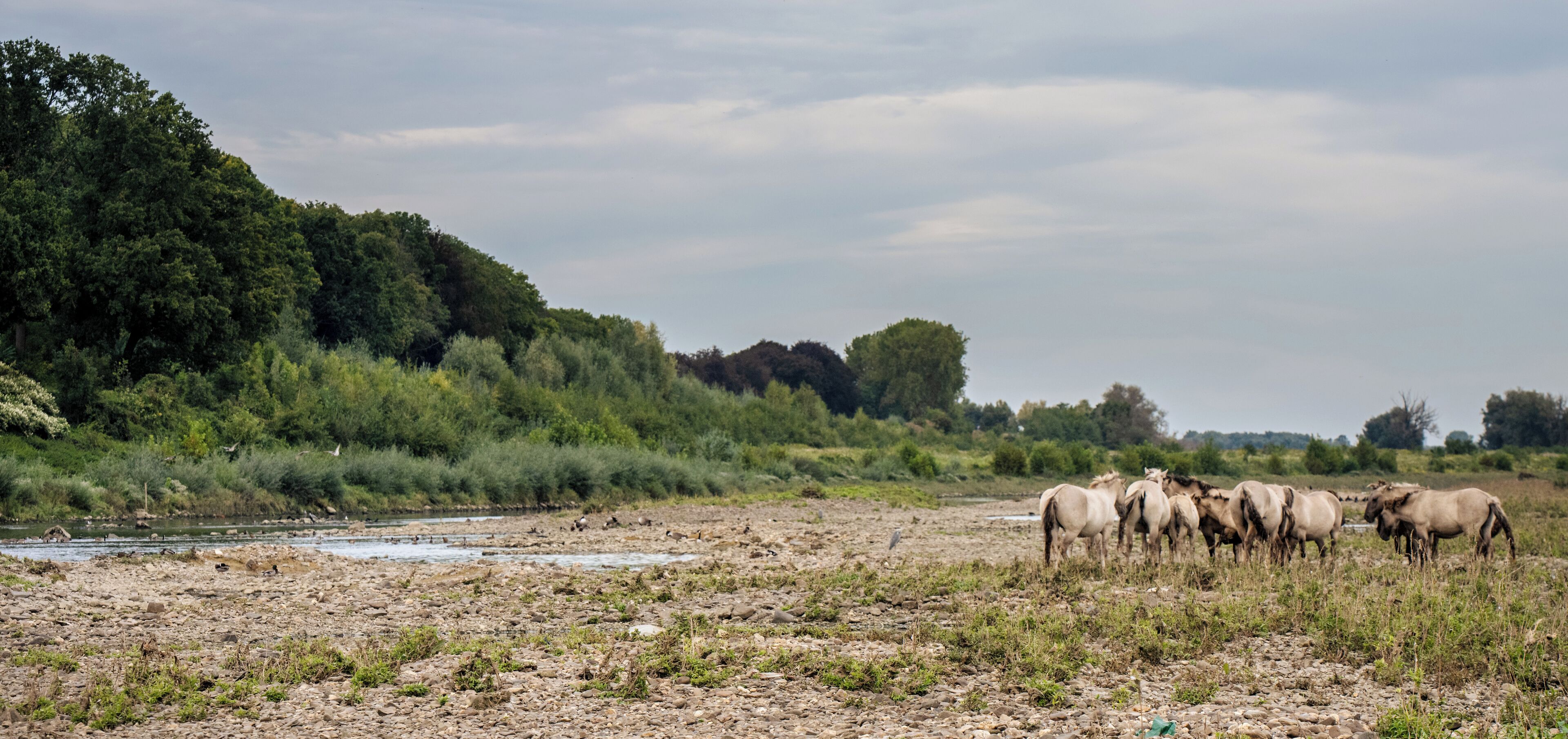 A group of horses grazing near a river in a natural landscape with trees and bushes.