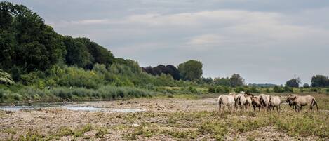 A group of horses grazing near a river in a natural landscape with trees and bushes.