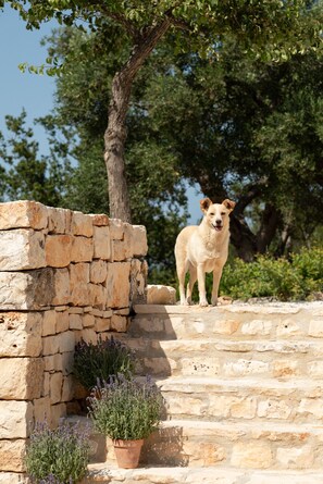 Property grounds - Trullo Nascosto, The perfect Romantic Hideaway, with jacuzzi and private pool (Santa Lucia)