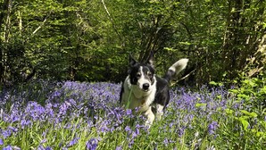A dog in a field of purple flowers with trees in the background. - Little bridge Camp.
Secluded camping in 13 acres of magical meadow and woodland. (Hemyock)