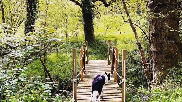 A wooden bridge in a forested area with a dog walking on it. - Little bridge Camp.
Secluded camping in 13 acres of magical meadow and woodland. (Hemyock)