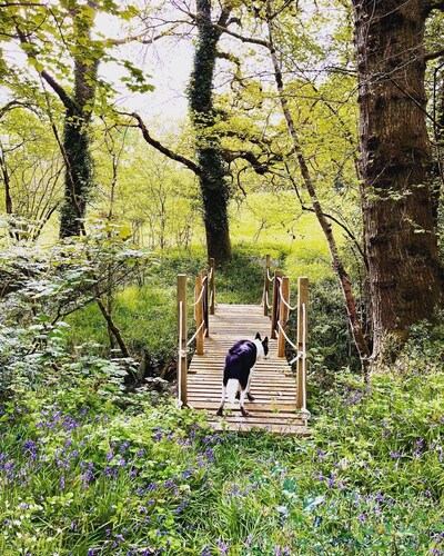 Little bridge Camp.
Secluded camping in 13 acres of magical meadow and woodland.