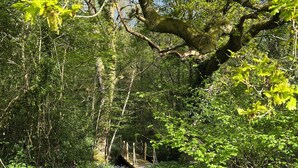 A wooden bridge in a lush green forest. - Little bridge Camp.
Secluded camping in 13 acres of magical meadow and woodland. (Hemyock)