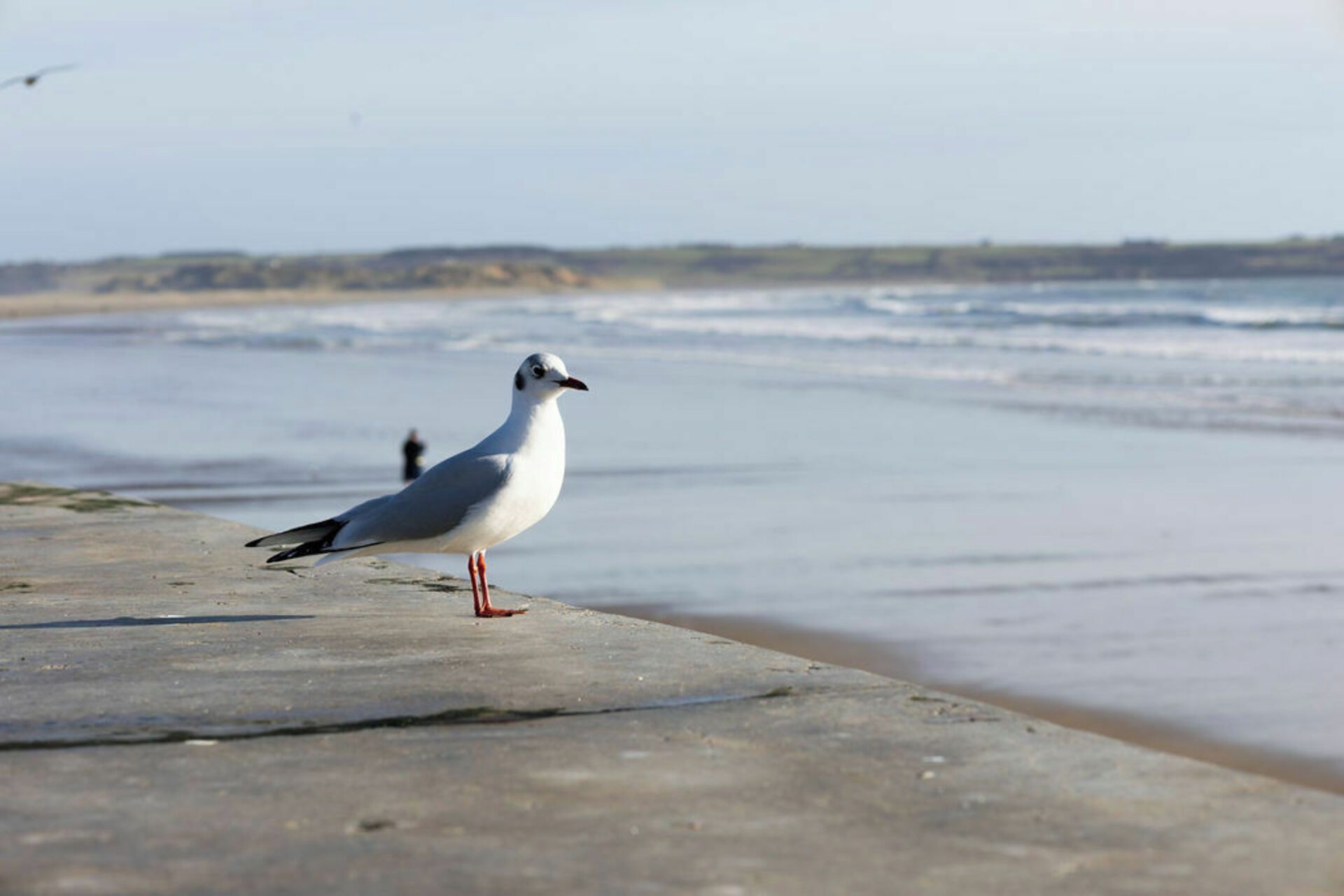 A seagull standing on a concrete surface near a beach with waves in the background.