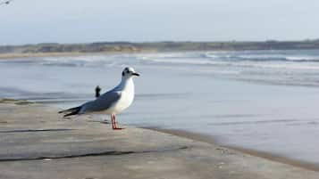 A seagull standing on a concrete surface near a beach with waves in the background.
