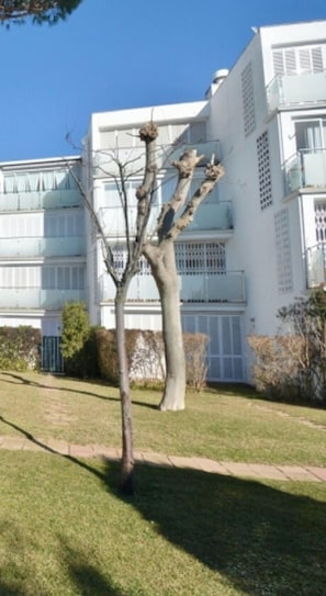 A tree in front of a building with multiple windows and balconies.