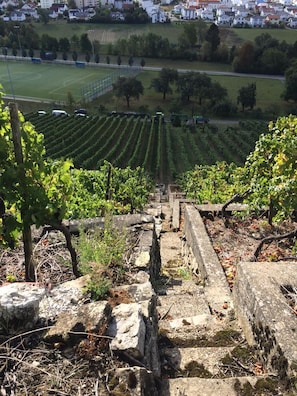 A vineyard with rows of grapevines, stone walls, and a view of a residential area in the background. - Spacious vacation apartment with a view of the vineyards and a terrace (Kirchheim am Neckar)