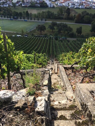 Spacious vacation apartment with vineyard view and terrace