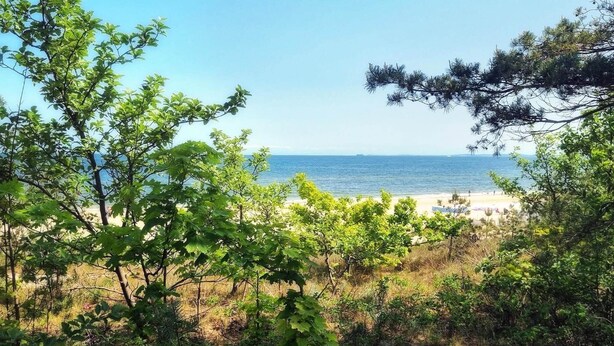 Een strand met bomen op de voorgrond en een helder uitzicht op de zee.
