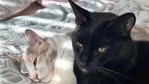 Two cats lying on a patterned bedspread. - Room in townhouse (Vancouver)