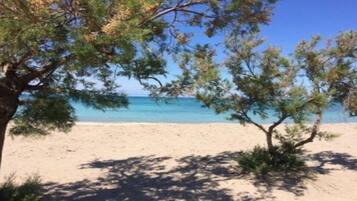 Una spiaggia con un albero sullo sfondo e una vista aperta sull'oceano.