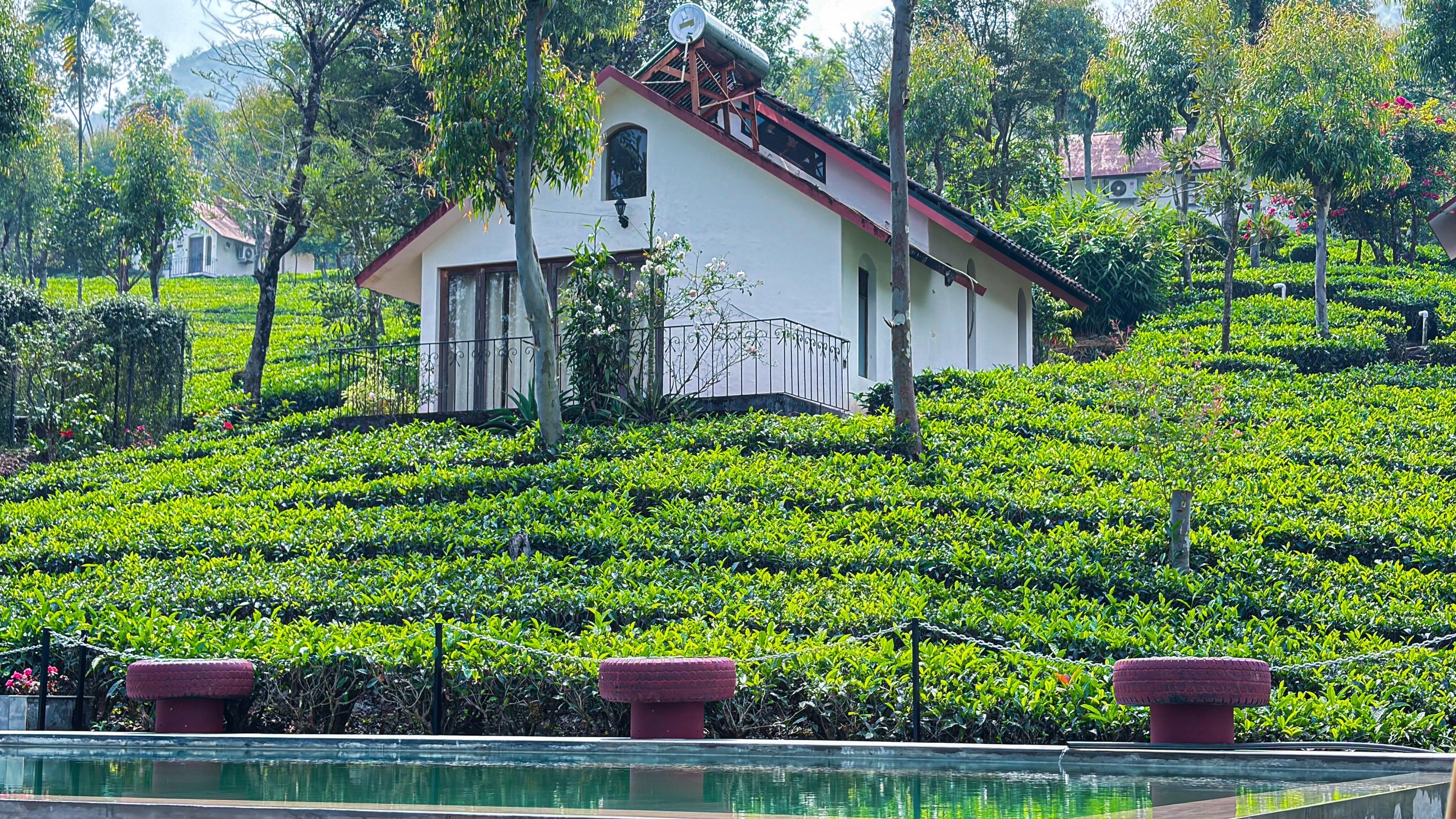 A building with a sloped roof, surrounded by lush green tea bushes.
