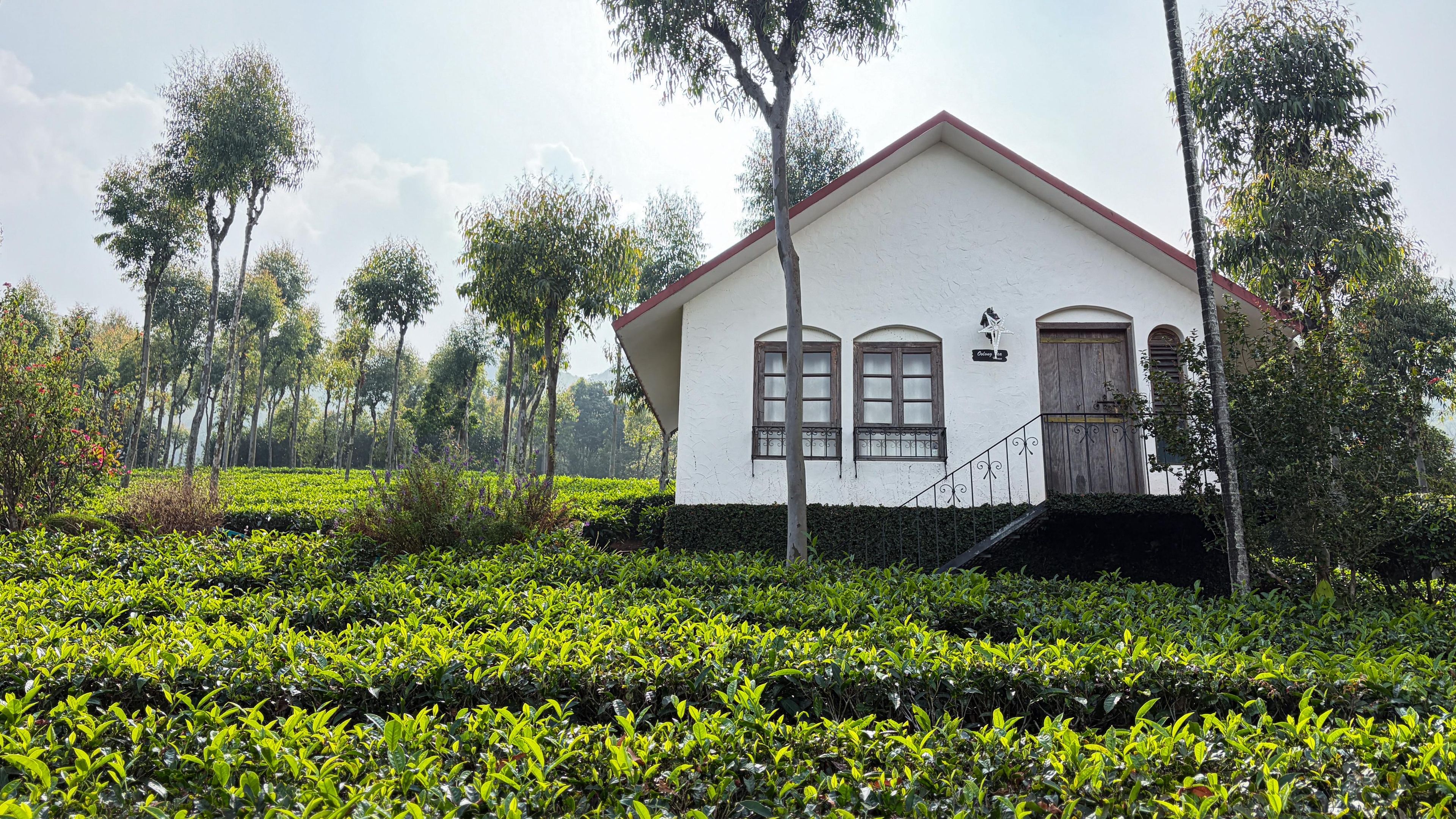 A white building with a red roof, surrounded by lush green tea plantations.