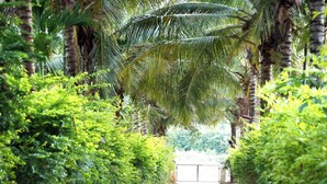 Un sentier bordé d’une végétation luxuriante et de palmiers, qui mène à une zone délimitée par une grille.