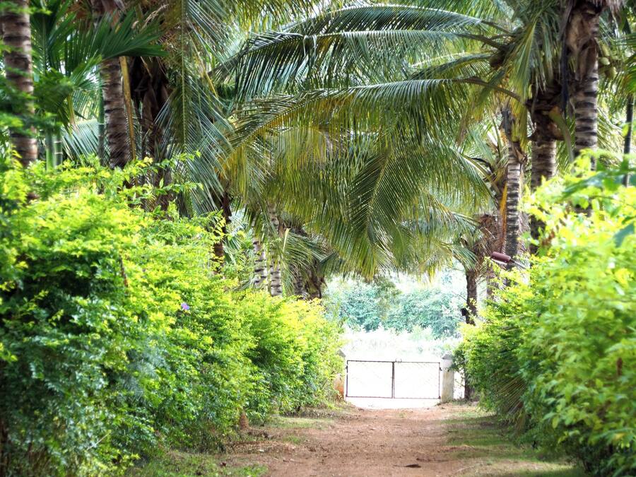 A pathway surrounded by lush greenery and palm trees, leading to a gated area.
