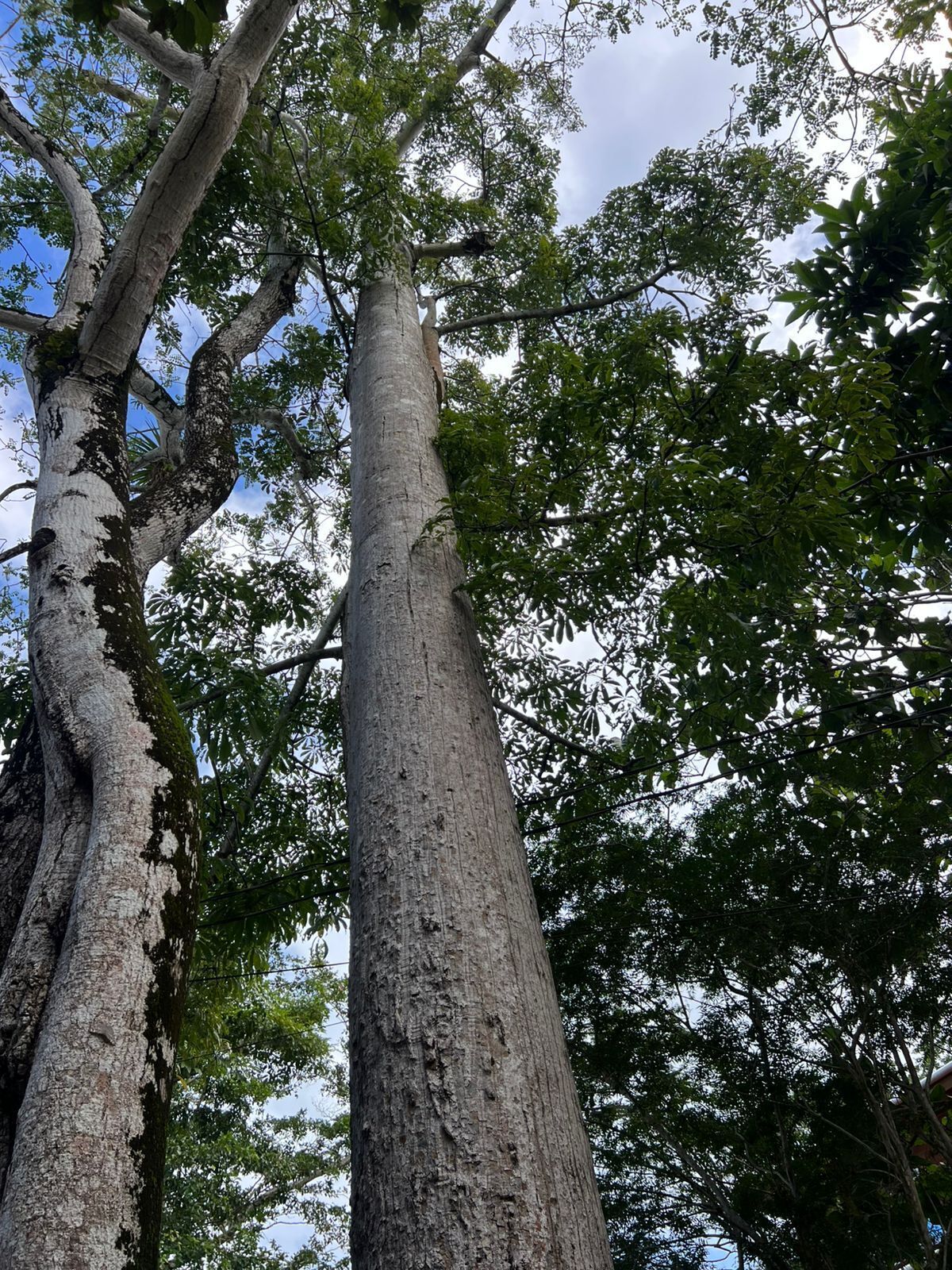 A tall tree with a rough bark texture and dense green foliage.