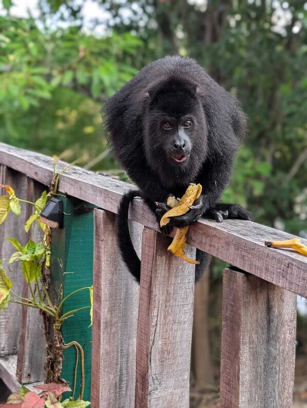 A black animal with a large, fluffy tail sitting on a wooden railing. - Howler Jungle House (Burrell Boom)