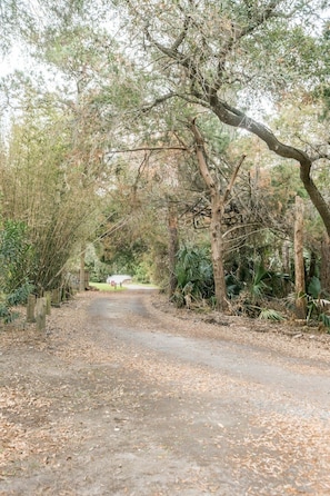 A dirt path leading through a wooded area with trees and shrubs.