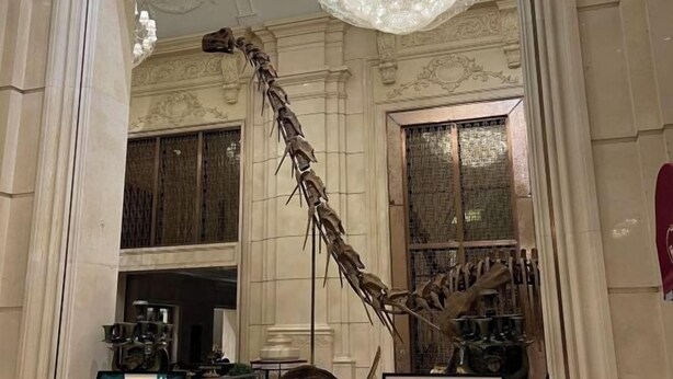 A room with a large dinosaur skeleton mounted on the wall, ornate ceiling with chandeliers, and a window with a view of the outside. - Evergrande Hotel，Tianjin Dongli Lake (Tianjin)
