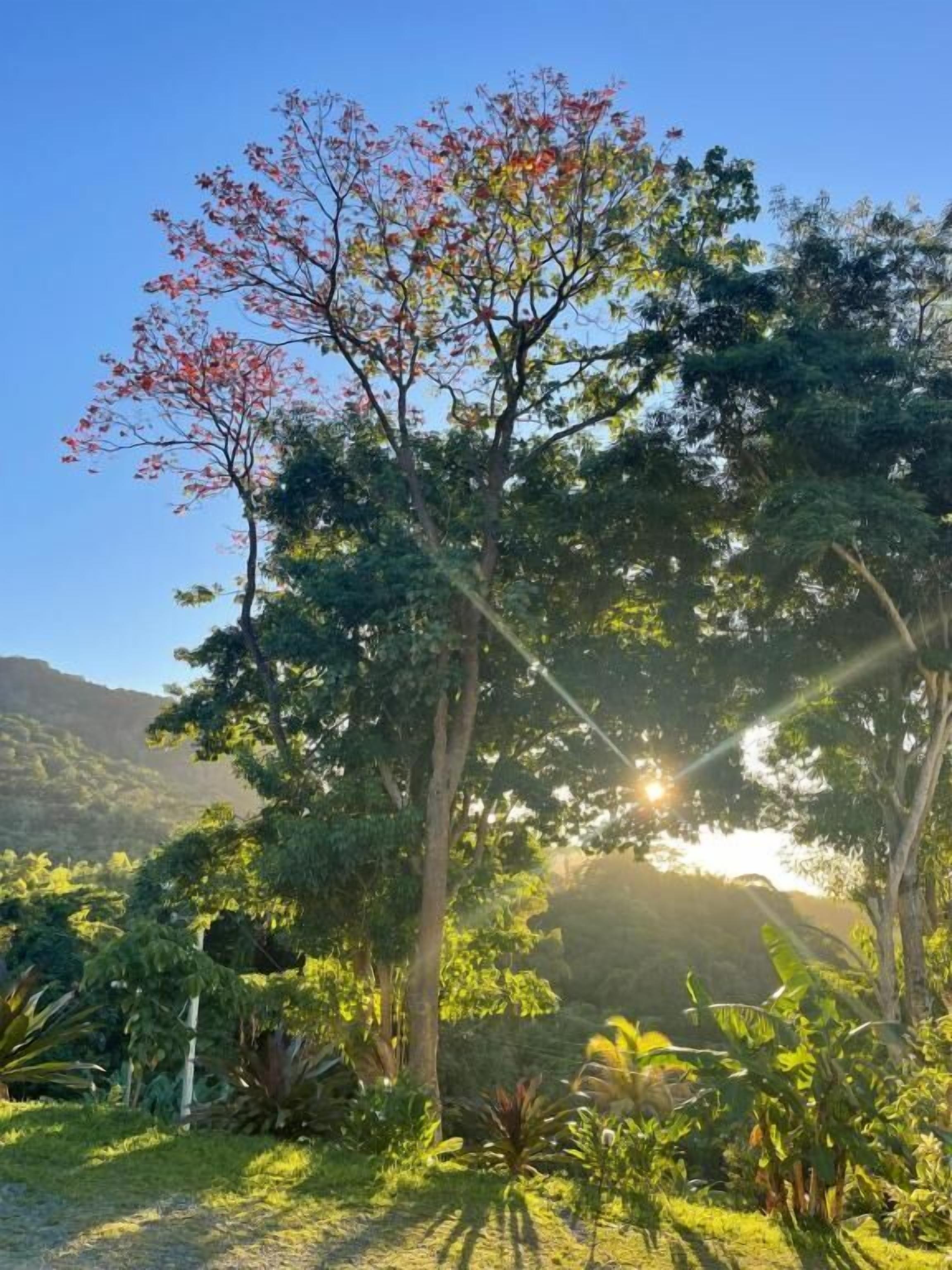 Um jardim exuberante com diversas plantas e árvores, céu claro e uma montanha ao fundo.