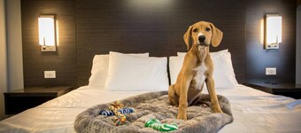 King Smoking Pet-Friendly