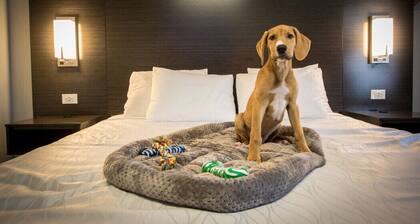 King Smoking Pet-Friendly