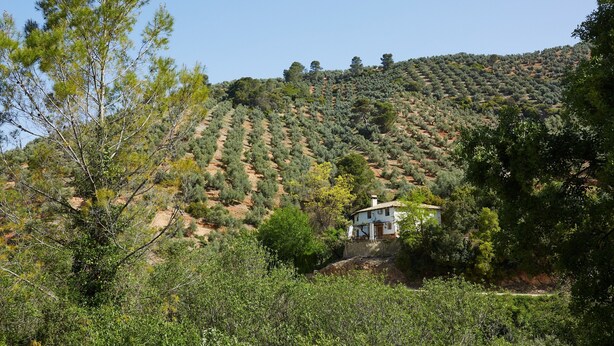 A house on a hillside with olive trees and a clear sky. - Country House 'Los Angostones' with Mountain View, Pool and Air Conditioning (Villanueva Del Arzobispo)