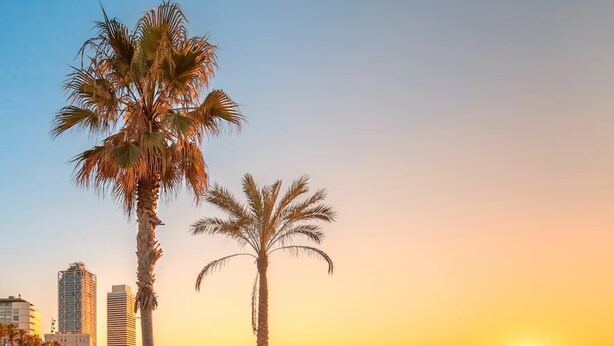 A beach with palm trees and a sunset.