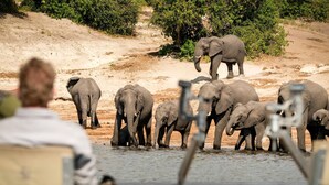 A group of elephants near a water body, with a person observing from a vehicle. - Chobe Princesses By Mantis (Kasika)