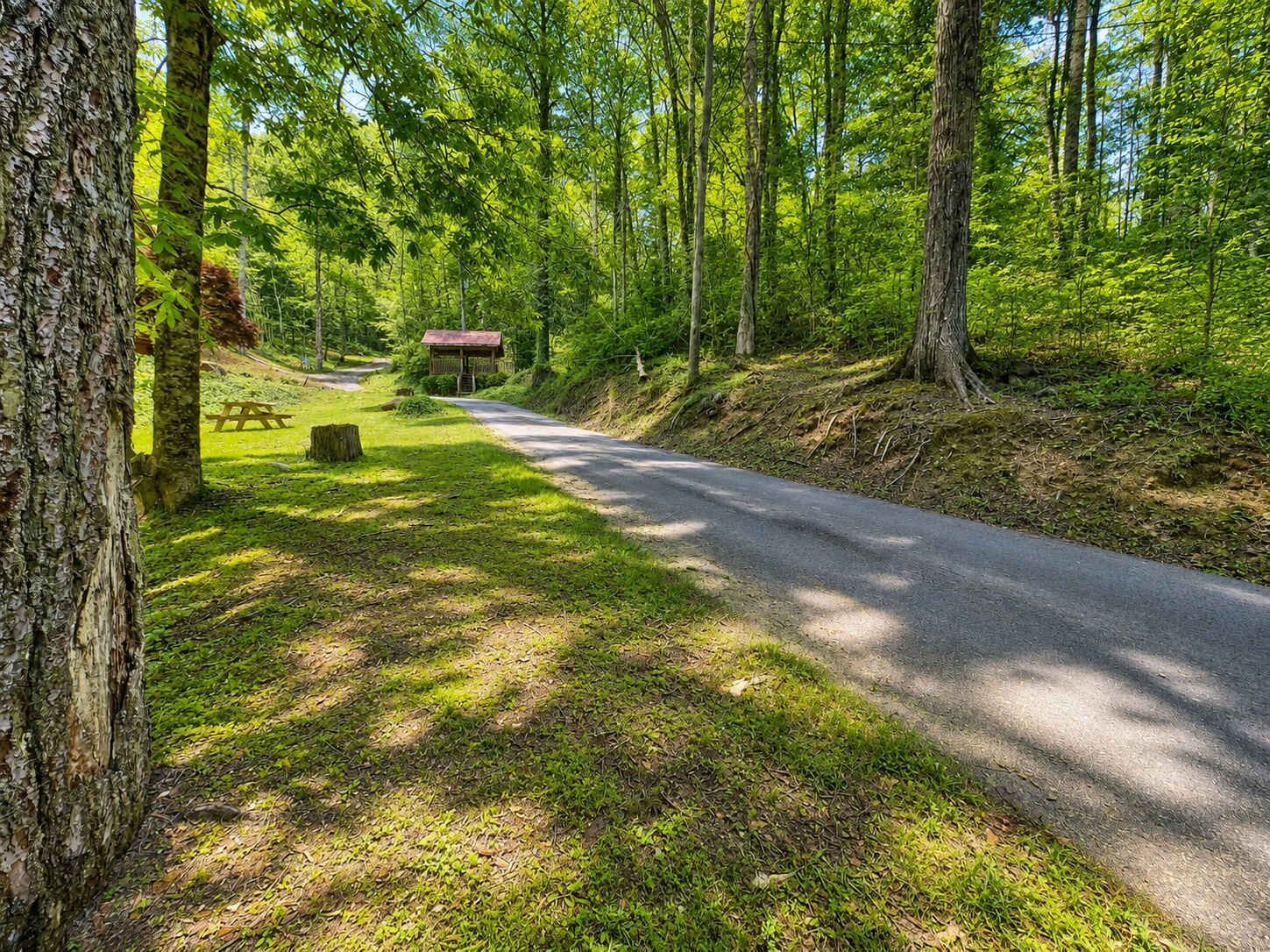 A forested area with a paved road, a picnic table, and a small shelter.