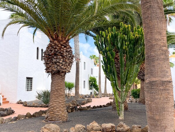 Un patio con palmeras, un edificio blanco y suelo rocoso.