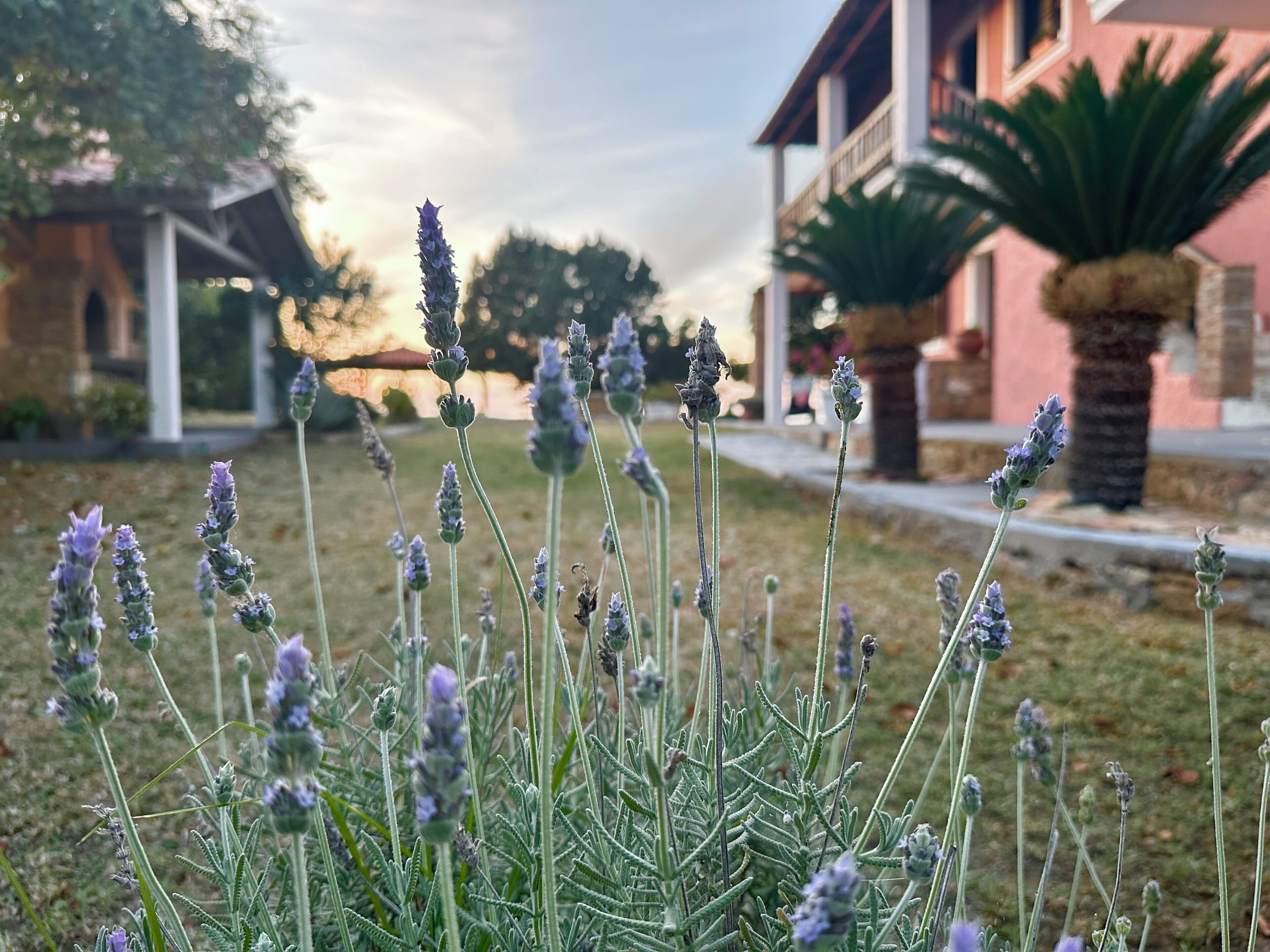 A garden with lavender plants in front of a building with a balcony and a palm tree.